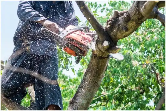 tree services Highland